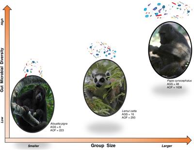 Social complexity as a driving force of gut microbiota exchange among conspecific hosts in non-human primates